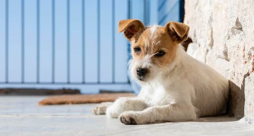 Pensão Alimentícia para Pets