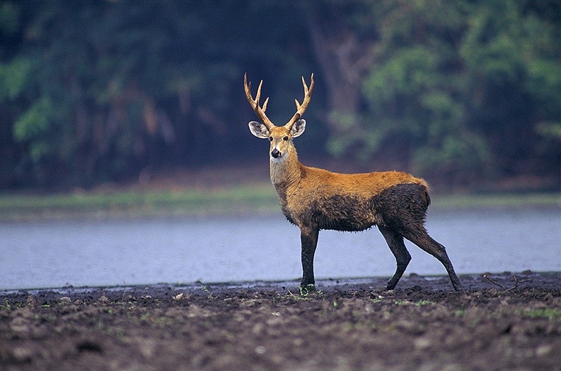 Se um animal atingir o meu ve�culo numa rodovia, quem paga o conserto?