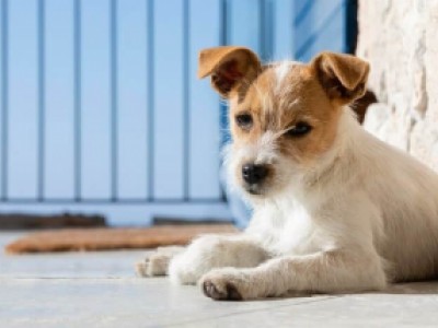 Pensão Alimentícia para Pets